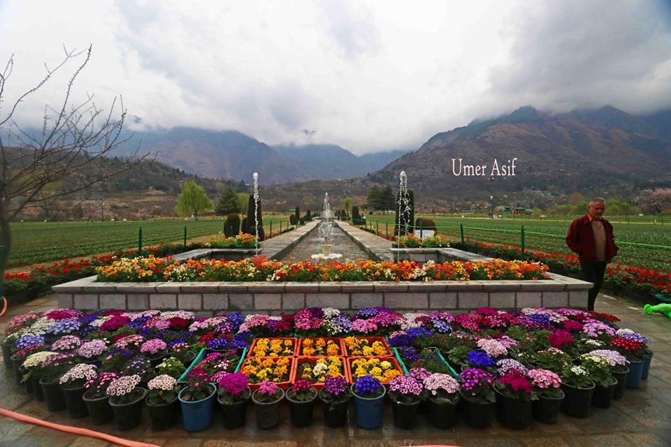 Tulip Garden thrown open for general public, tourists